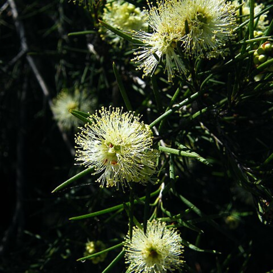 Melaleuca Nodosa-'Prickly-leaved Paperbark'-TREE-seeds