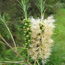 Photo of flower Forest &amp; Kim Starr, CC BY 3.0 US <https: creativecommons.org="" licenses="" by="" 3.0="" us="" deed.en="">, via Wikimedia Commons; retrieved 25May 2024 –4.04pm AEST and edited using Canva.</https:>