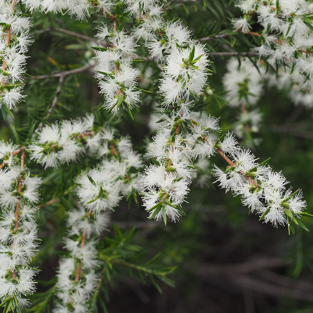 Melaleuca bracteata 'Black Tea-tree'-NATIVES-seeds