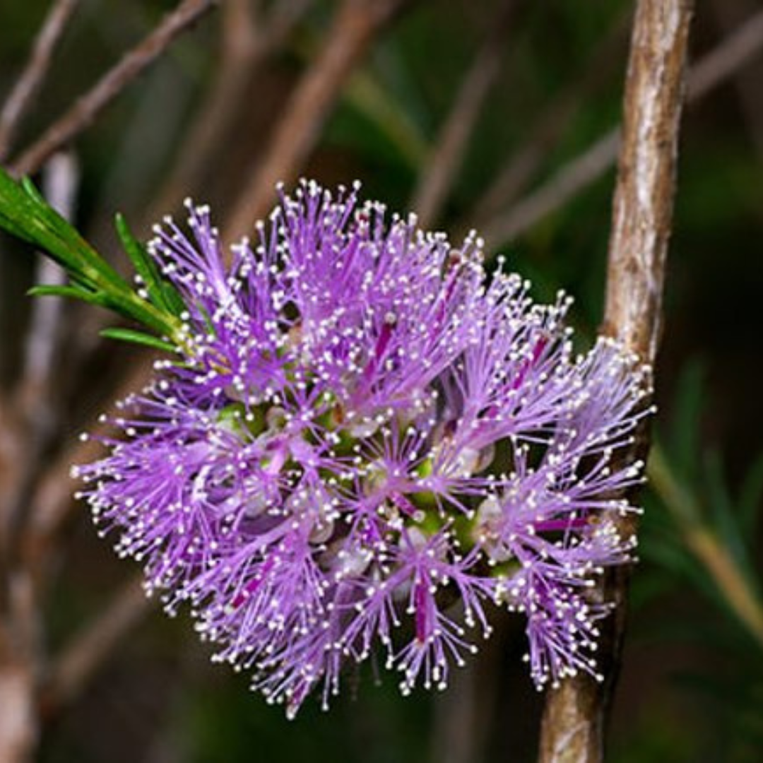 Melaleuca Diosmatifolia 'Rosy Paperbark'-NATIVES-seeds