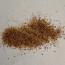 Photo of seeds: - June Parkin; Location: Sydney NSW, Australia; Date: 6OCT2023