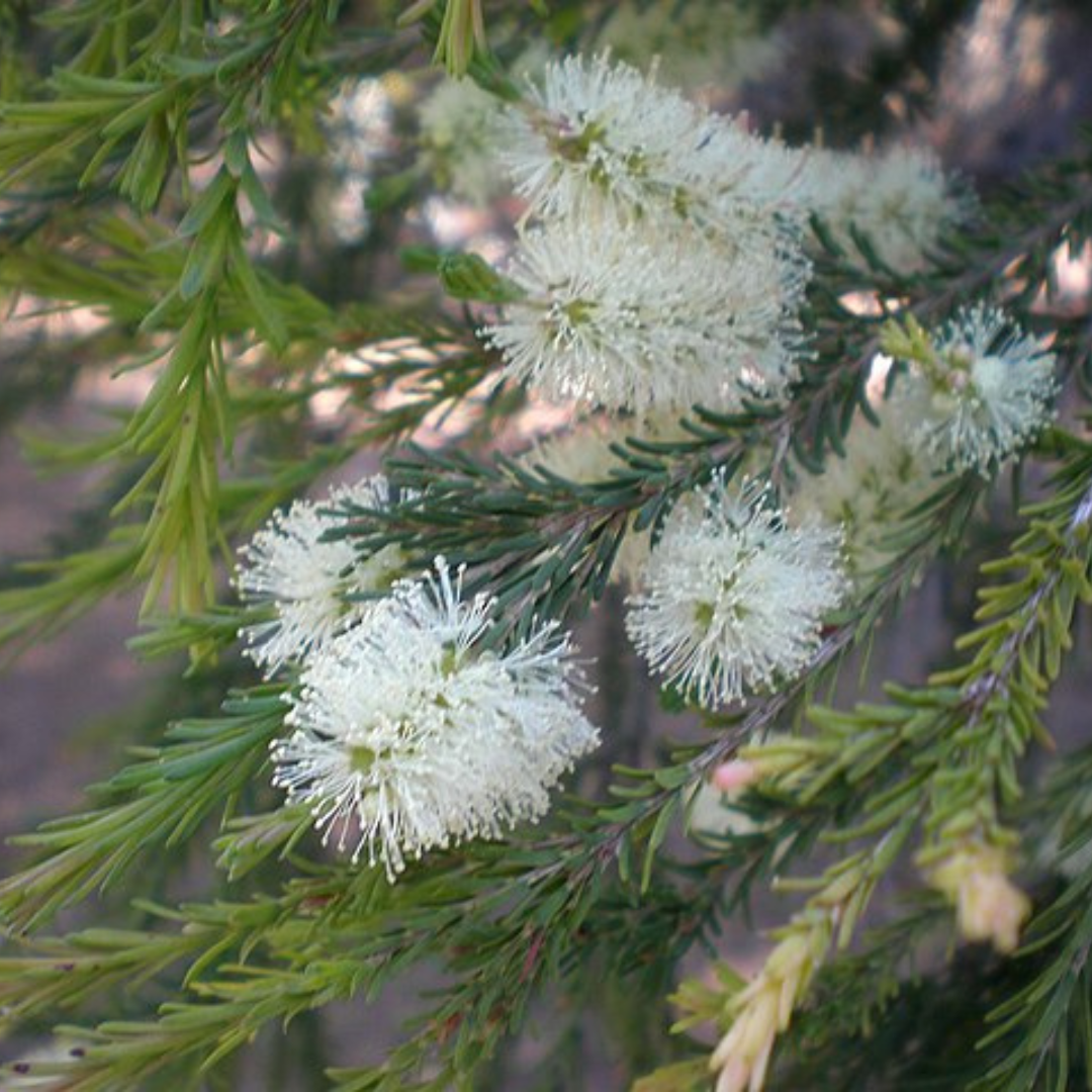 Melaleuca Ericifolia-'Swamp Paperbark'-seeds