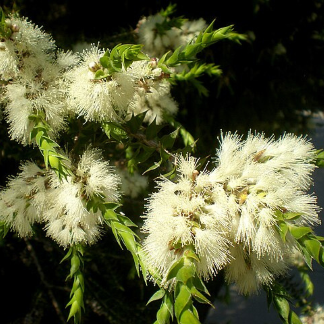 Melaleuca Styphelioides 'Prickly Paperbark'-TREE-seeds