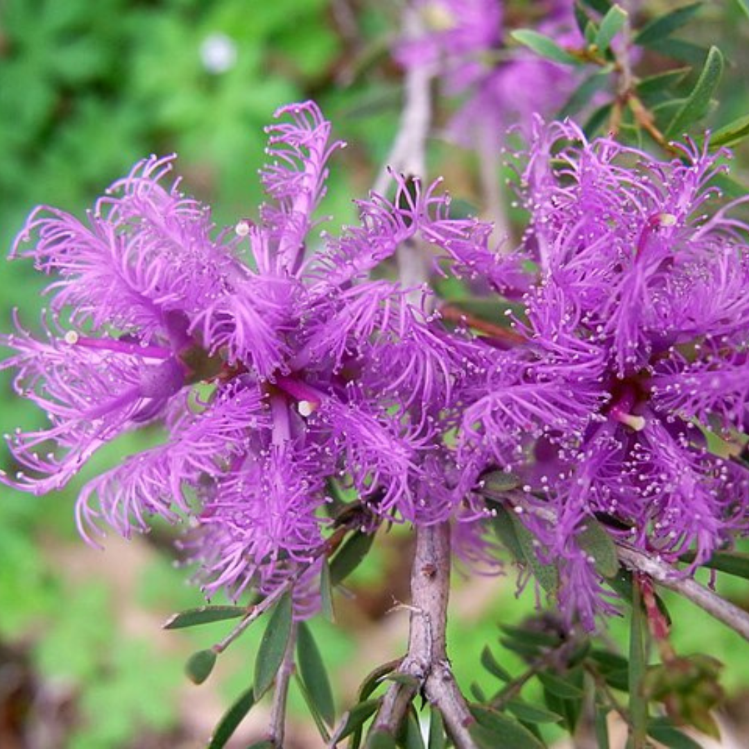 Melaleuca Thymifolia- 'Thyme Honey-Myrtle'-seeds