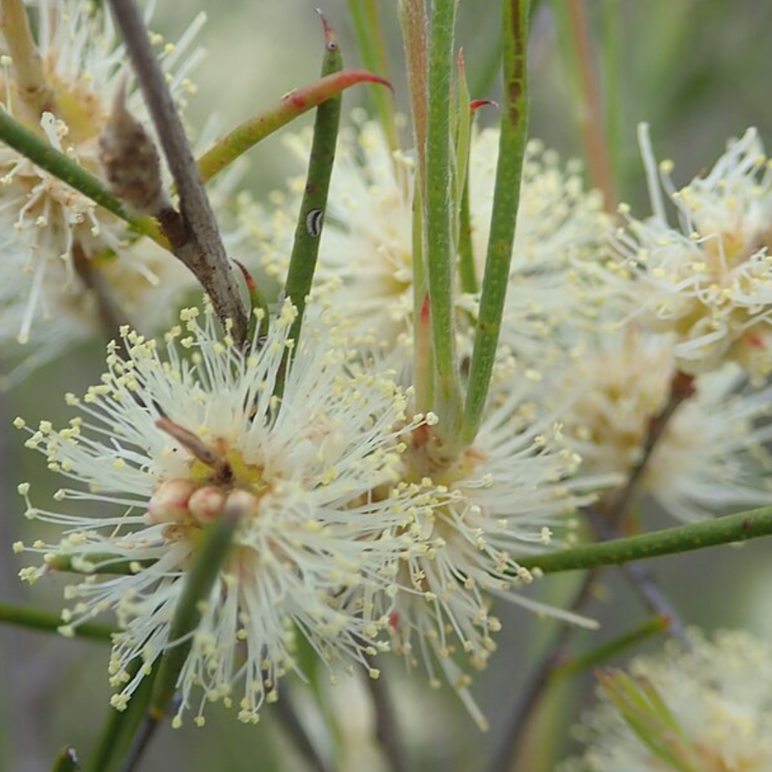 Melaleuca Uncinata-'Broom Bush'-500+ seeds