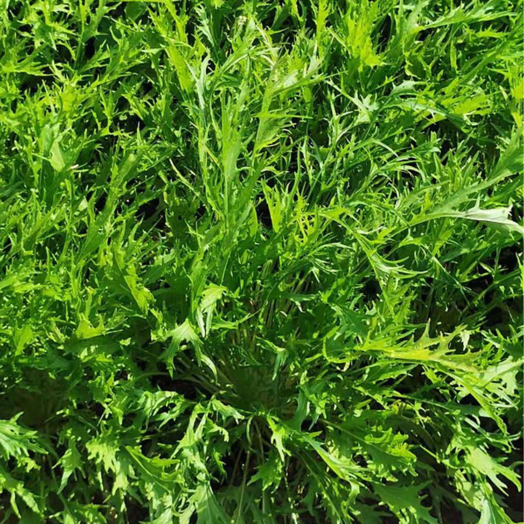 Mizuna 'Japanese Mustard' - VEGETABLES - 200 Seeds - Heart Chakra