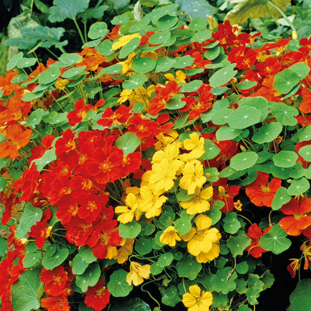 Nasturtium ‘Alaska Mix’ - Seeds - Edible Flowers Seeds - Sacral Chakra