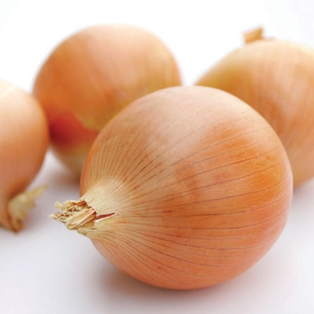 Onion 'Early Pukekohe' (Long Keeper) - Vegetable - 200 Seeds Crown Chakra