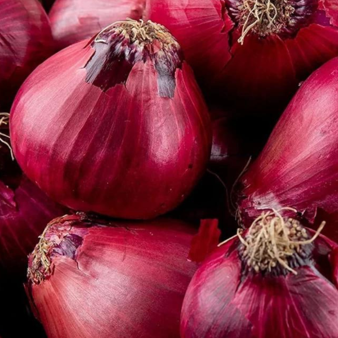 Onion ‘Red Burgundy’-'Palandu'-Edibles-Vegetable-Crown Chakra-Seeds