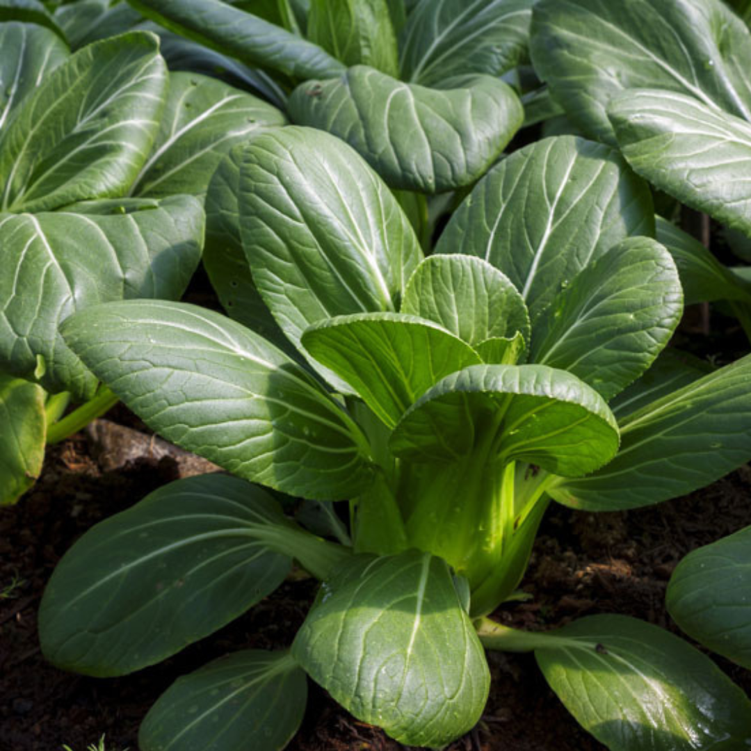 Pak Choi Green - Vegetable - 50 Seeds Heart Chakra