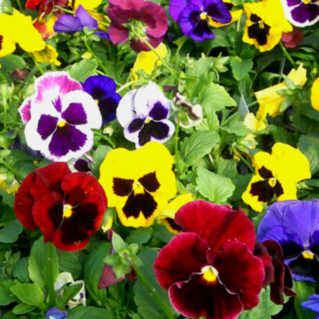 Pansy 'Bambini Mixed' -Edible Flowers -Throat Chakra-Seeds