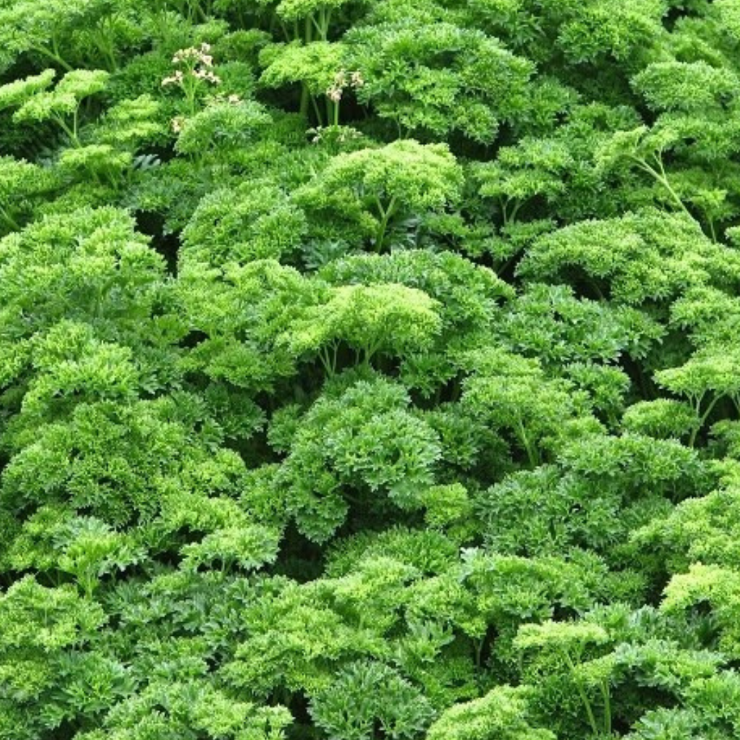 Parsley 'Triple Curled' - Herbs-Vegetable Seeds - 200 seeds - Heart Chakra