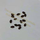 Photo of seeds: - June Parkin; Location: Sydney NSW, Australia; Date: 6OCT2023