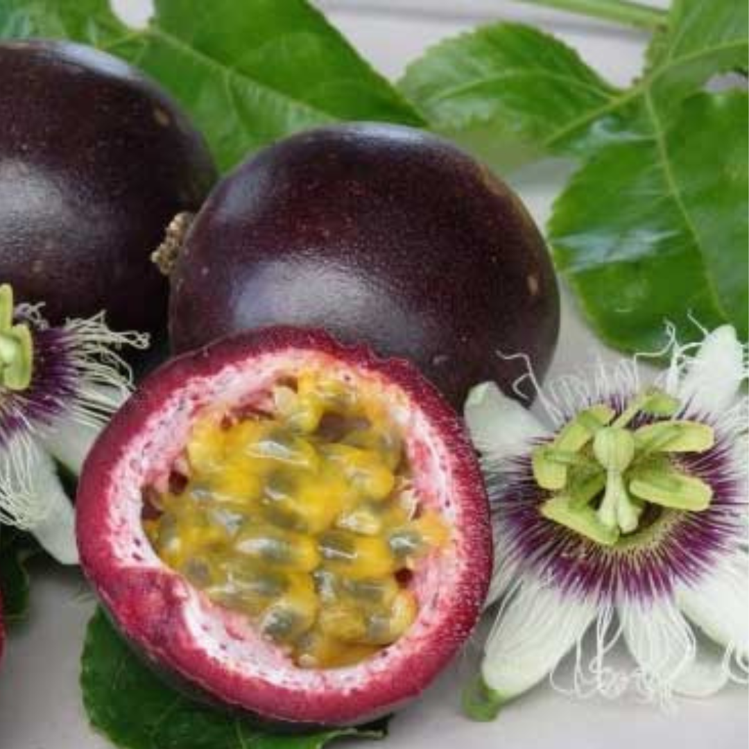 Passiflora (Passionfruit) 'Panama Red'-Edibles-Base Chakra-seeds