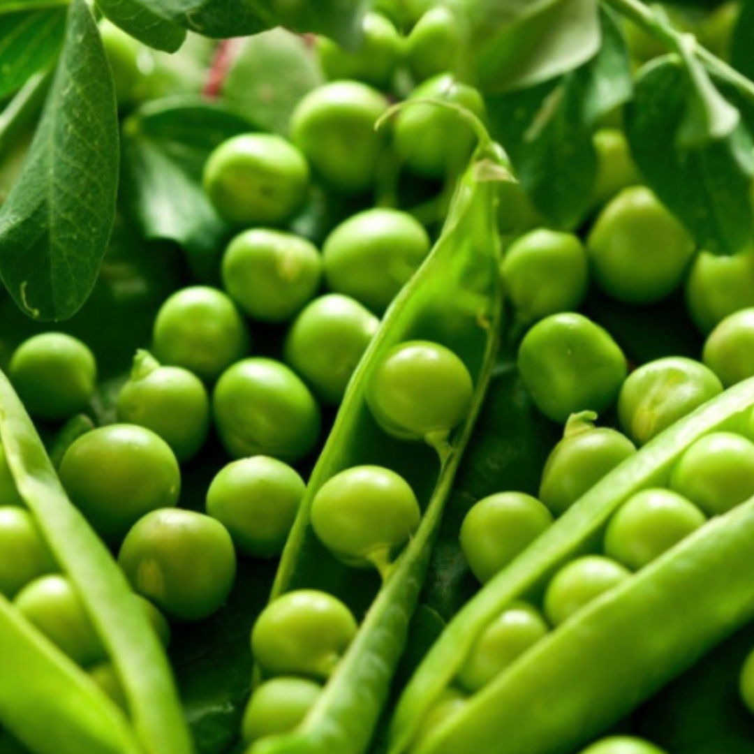 Pea 'Massey Gem' (Shelling)-Edibles-Vegetables-Heart Chakra-seeds