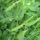 Photo of plant: https://www.gardeningknowhow.com/edible/vegetables/peas/growing-snap-peas.htm; retrieved 27May 2024 –3.56pm AEST and edited using Canva.