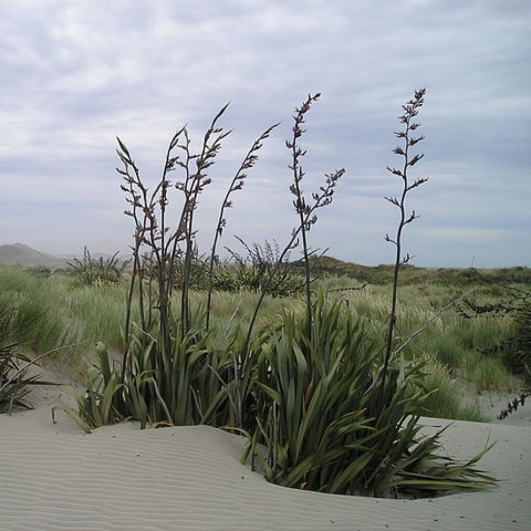 Phormium Tenax "Harakeke" Seeds