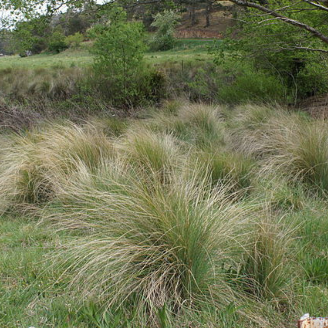 Poa Labillardieri-'Common Tussock Grass'-Ornamental Grass-Seeds