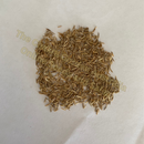 Photo of seeds: - June Parkin; Location: Sydney NSW, Australia; Date: 6OCT2023