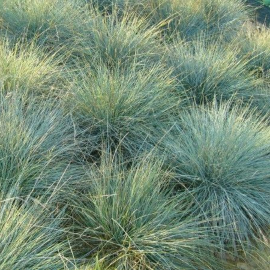 Poa Poiformis "Blue Tussock Grass-OTHER-seeds