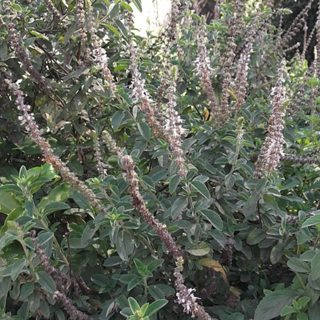 Pogostemon heyneanus 'Patchouli' -Therapeutic and Herbal-25 seeds