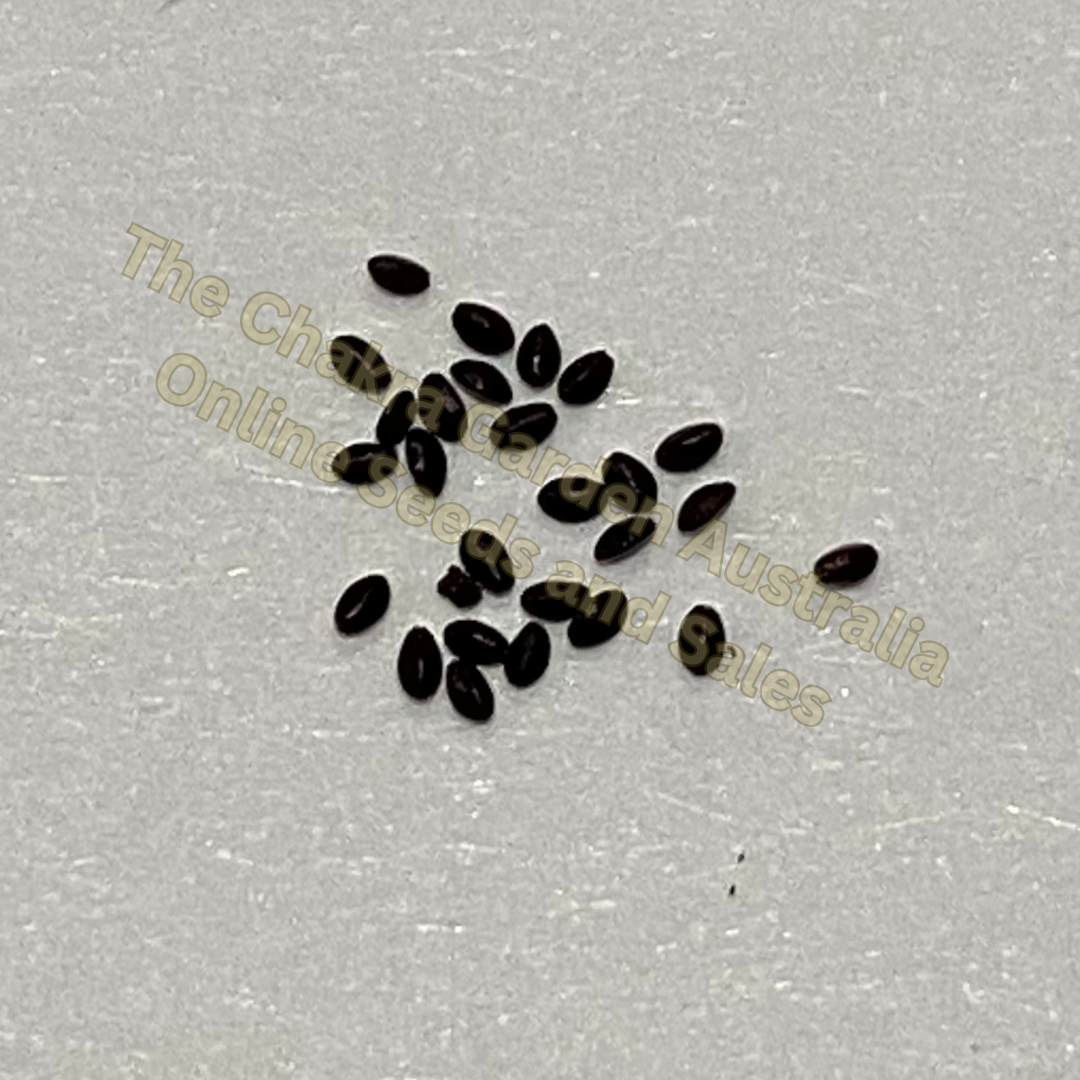 Photo of seeds: - June Parkin; Location: Sydney NSW, Australia; Date: 6OCT2023