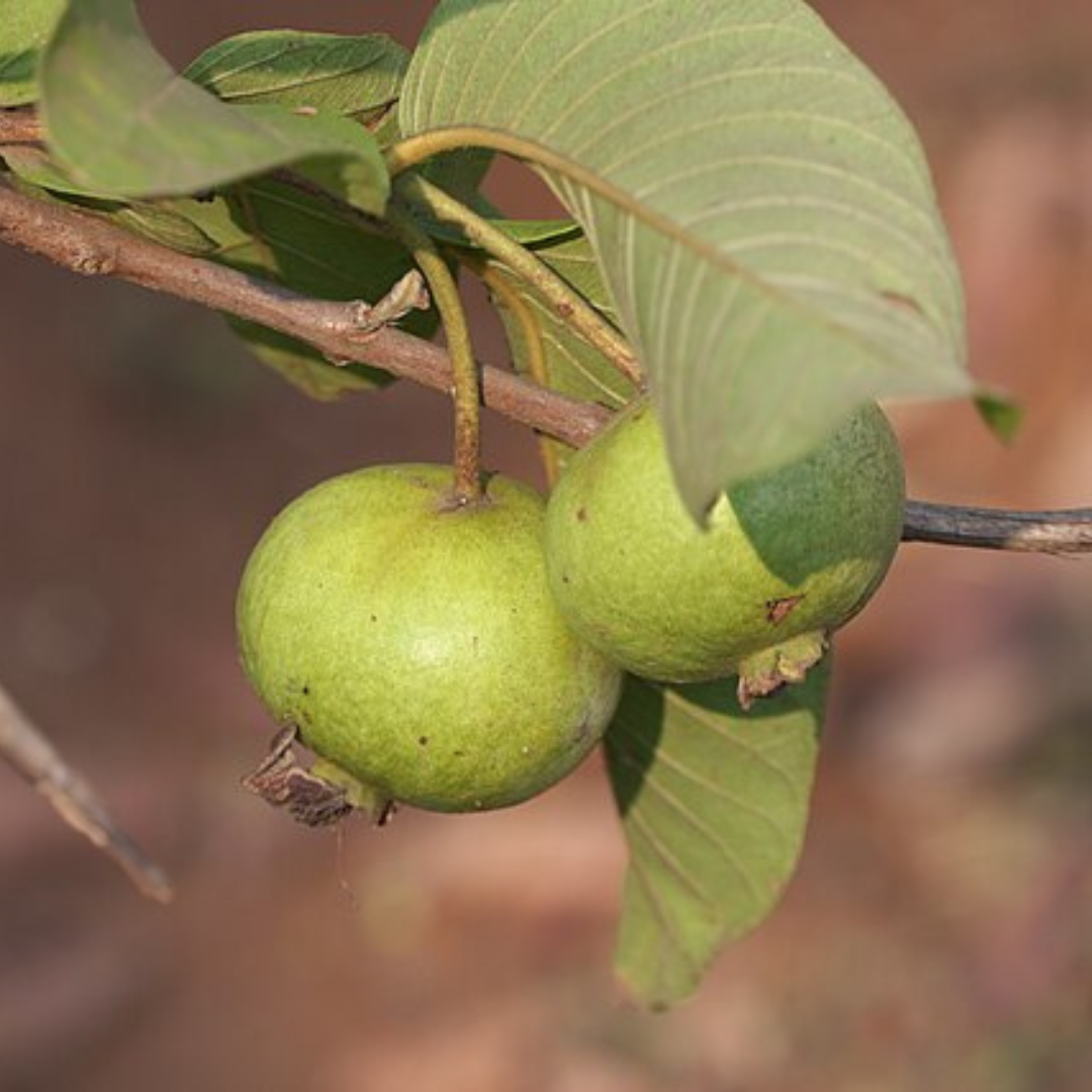 Psidium guajava 'Guava' aka Amruta-phalam-EDIBLES-Base chakra-seeds