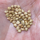 Photo of seeds: - June Parkin; Location: Sydney NSW, Australia; Date: 6OCT2023