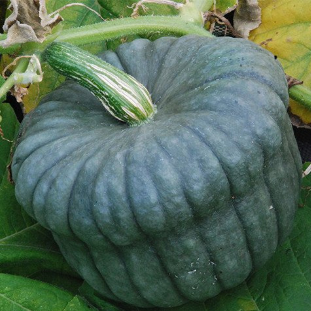 Pumpkin 'Queensland Blue'-Vegetable-10 Seeds-Sacral Chakra