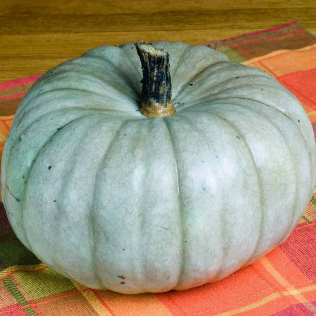 Pumpkin 'Jarrahdale' - Vegetable - 10 Seeds - Sacral Chakra