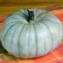 Photo of pumpkin: https://www.homefortheharvest.com/jarrahdale-pumpkin/; retrieved 27May 2024 –4.31pm AEST and edited using Canva.