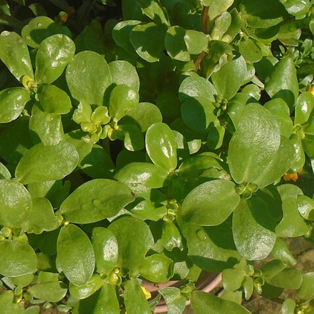 Purslane 'Green'-EDIBLES-Heart Chakra-200 seeds