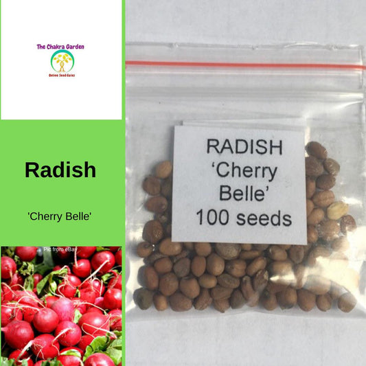 Radish 'Cherry Belle'-Edibles-Vegetable-Base Chakra-seeds The Chakra Garden