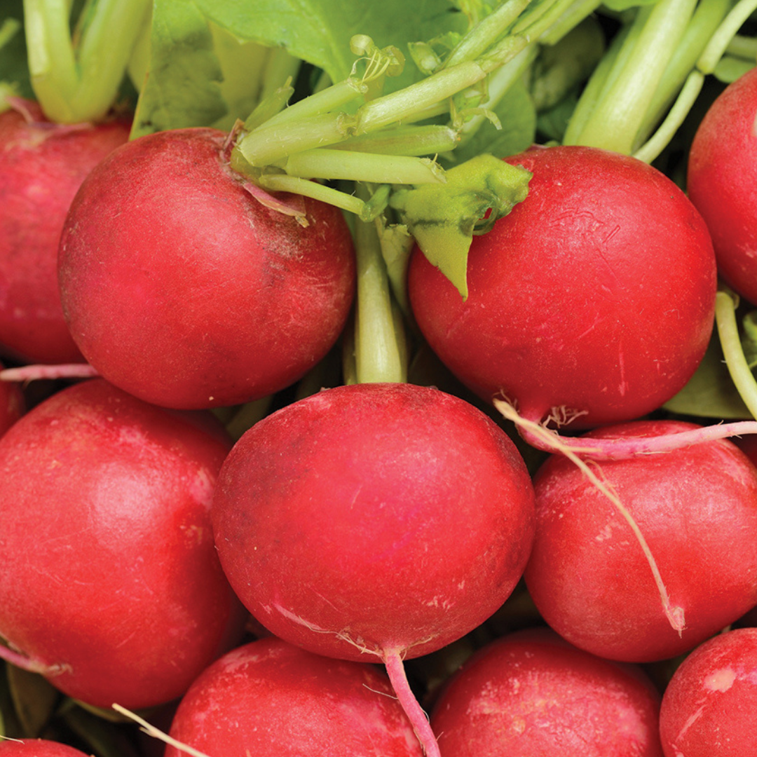 Radish 'Cherry Belle'-Edibles-Vegetable-Base Chakra-seeds