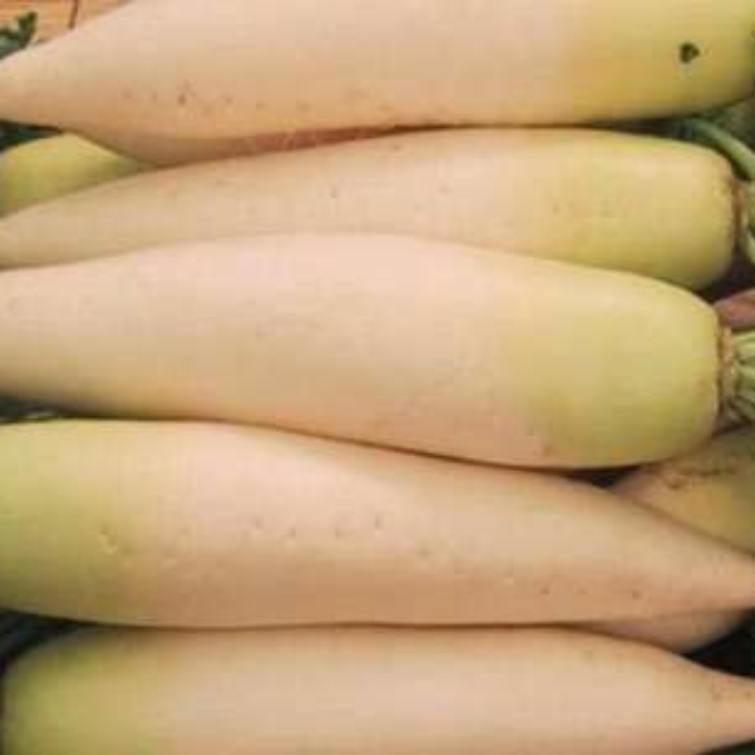 Radish ‘Moonglow F1’ Daikon “Mulaka”- 50 Seeds - Vegetable Seeds - Crown Chakra