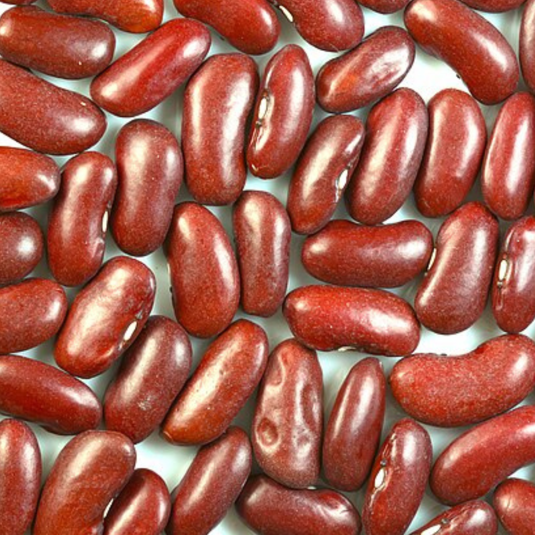 Red Kidney Bean-VEGTABLES-Base Chakra-Seeds