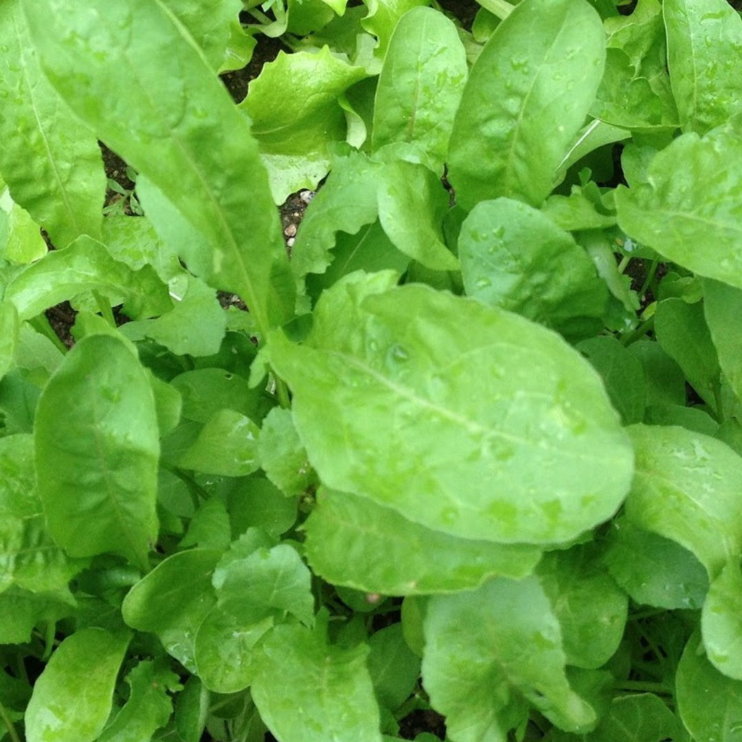 Rocket Wasabi - Vegetable - 200 Seeds - Heart Chakra