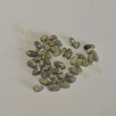 Photo of seeds: - June Parkin; Location: Sydney NSW, Australia; Date: 6OCT2023