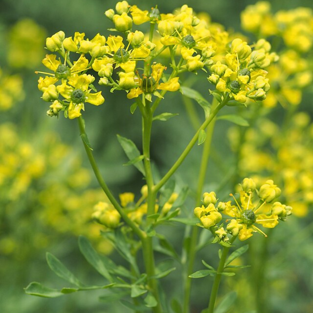 Ruta Graveolens 'Rue'-THERAPEUTIC AND HERBAL-50 seeds-Heart Chakra