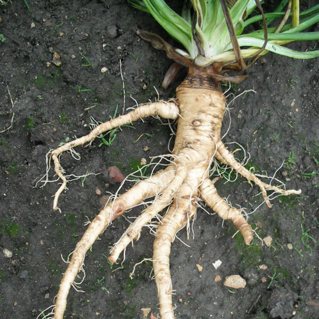 Salsify 'Mammoth Sandwich Island'-EDIBLES-50 seeds-Base Chakra