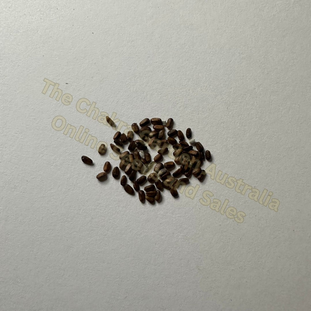 Photo of seeds: - June Parkin; Location: Sydney NSW, Australia; Date: 6OCT2023