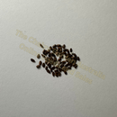 Photo of seeds: - June Parkin; Location: Sydney NSW, Australia; Date: 6OCT2023