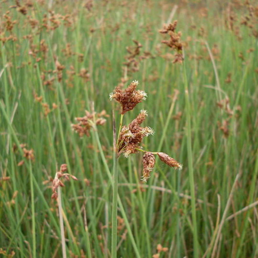 Schoenoplectus Validus-'River Club Rush'- Seeds