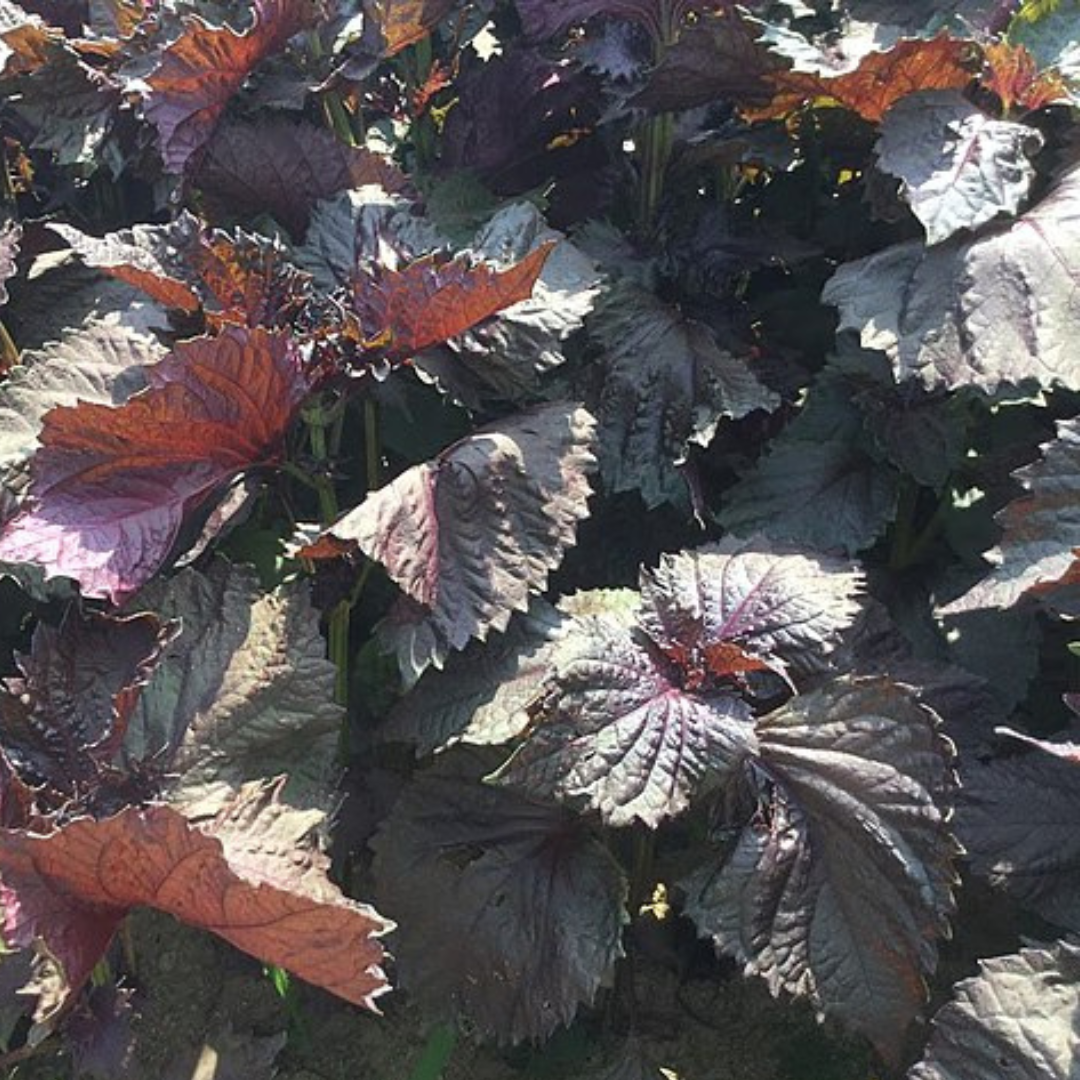 Shiso 'Japanese Red'-EDIBLES-150 seeds-Base Chakra