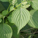 Perilla-Shiso-Photo of leaves: User:Dalgial, CC BY-SA 3.0 <https: creativecommons.org="" licenses="" by-sa="" 3.0="">, via Wikimedia Commons; retrieved 28May 2024 –1.05pm AEST and edited using Canva.</https:>