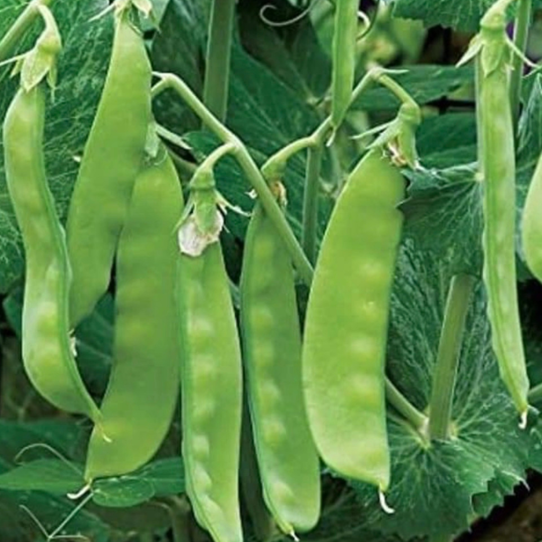 Snow Pea 'Mammoth Melting Sugar’-Edible-Vegetable-Heart Chakra-seeds