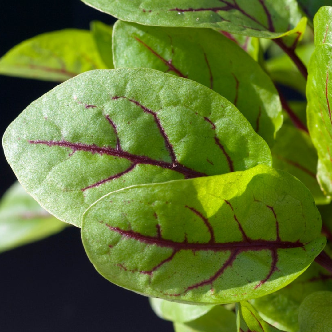 Sorrel 'Red Veined' - 100 Seeds - Vegetable Seeds - Base Chakra