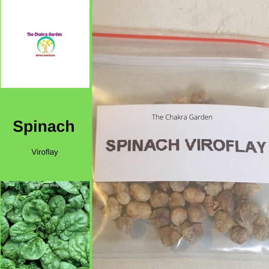 Spinach ‘Viroflay’ -Edibles-Vegetable-Heart Chakra-seeds The Chakra Garden