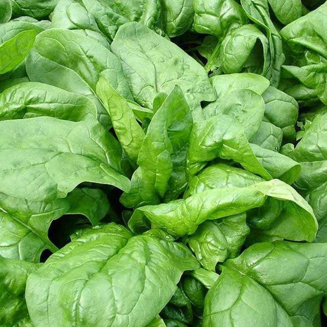 Spinach 'English Winter Giant'-VEGETABLES-Heart Chakra-seeds