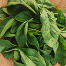 Photo of leaves: https://www.threshseed.com/products/monstreux-de-viroflay-spinach; retrieved 28May 2024 –2.59pm AEST and edited using Canva.